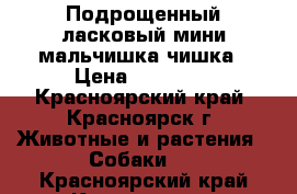 Подрощенный,ласковый мини-мальчишка чишка › Цена ­ 12 000 - Красноярский край, Красноярск г. Животные и растения » Собаки   . Красноярский край,Красноярск г.